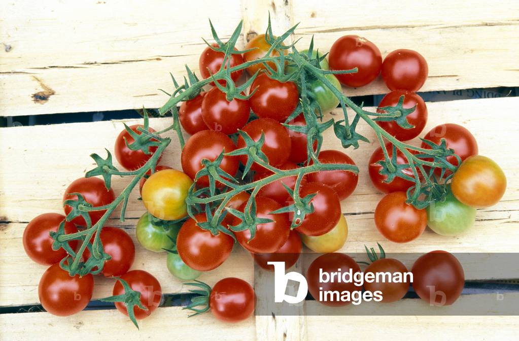 Tomatoes “Gardener's Delight”