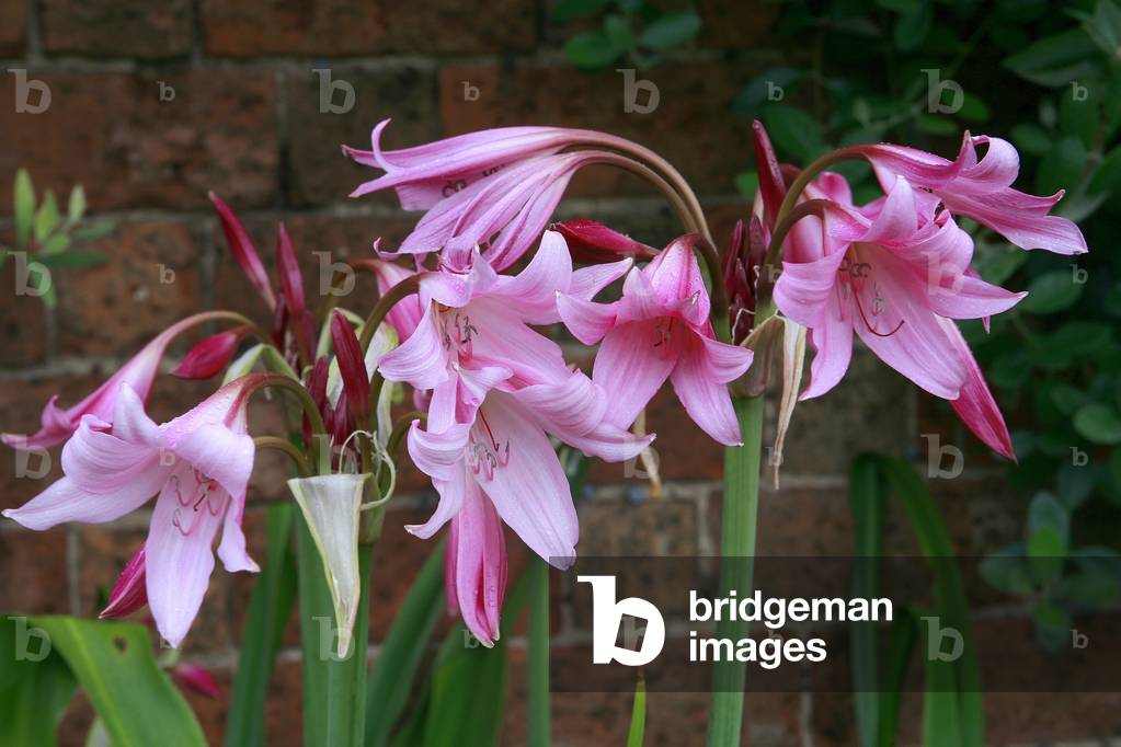 Crinum powellii Roseum