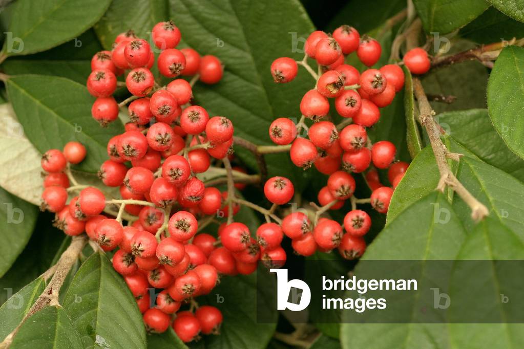 Cotoneaster x watereri “” John Waterer””