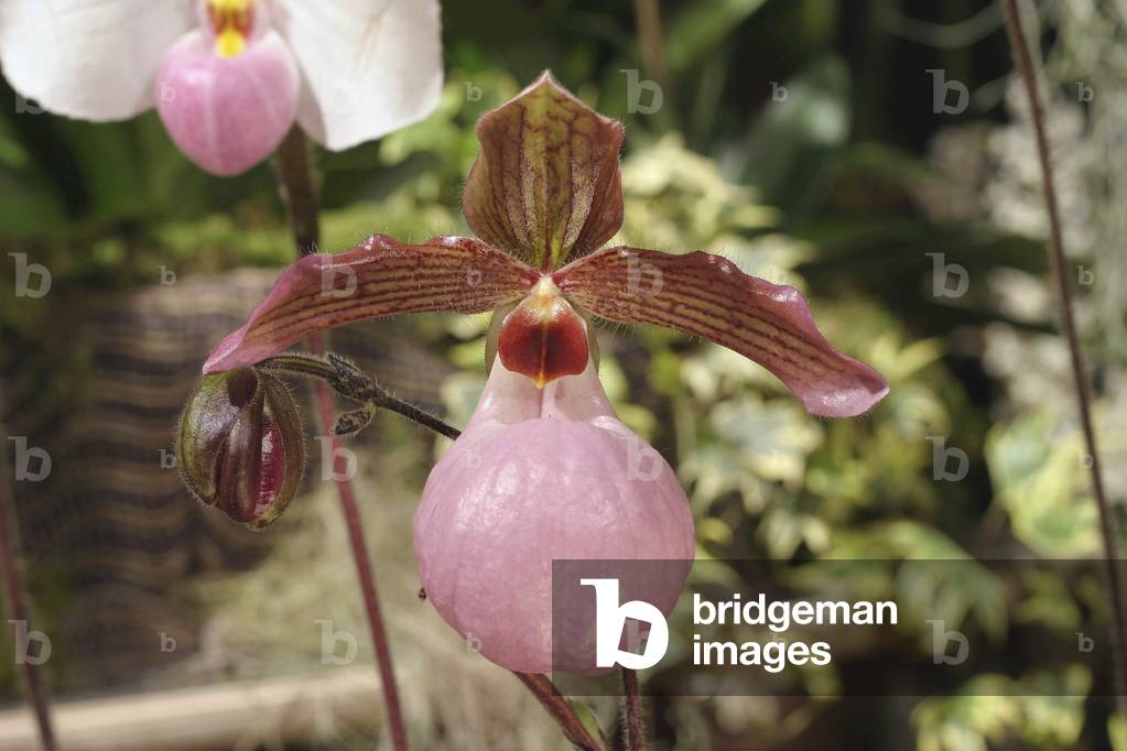 Paphiopedilum “” Grassau”