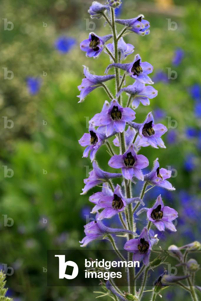 Delphinium, hybrid