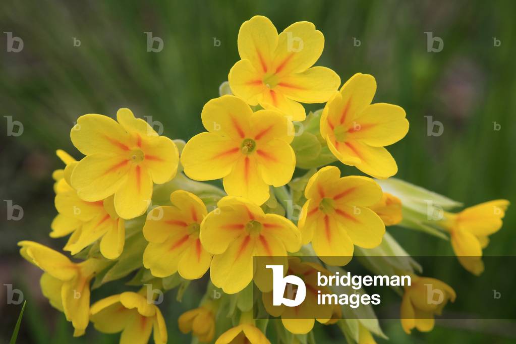 Primula officinalis