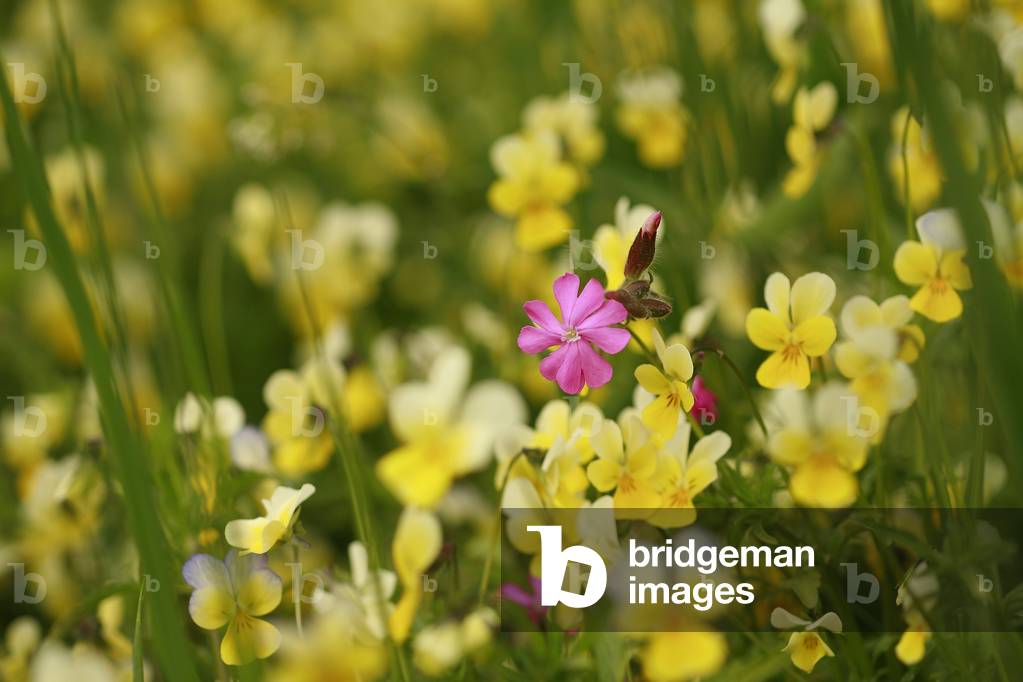 Silene dioica and Viola tricolor