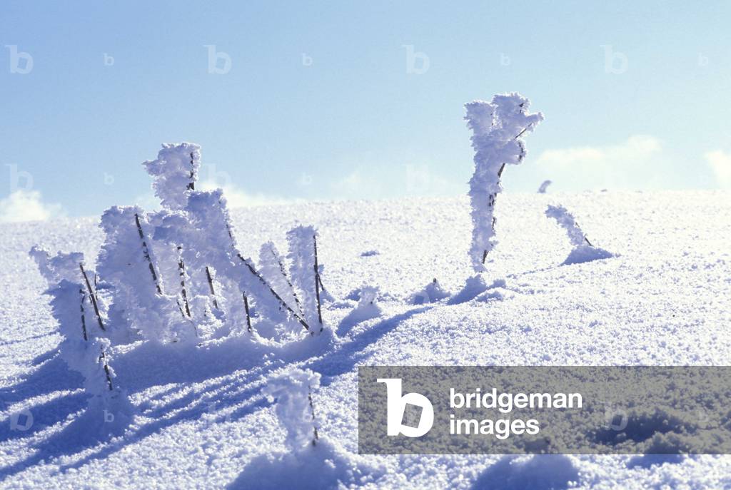 Snow on straws, Italy