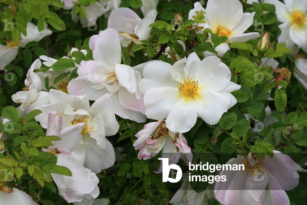 Rosa moderna “” Nevada””