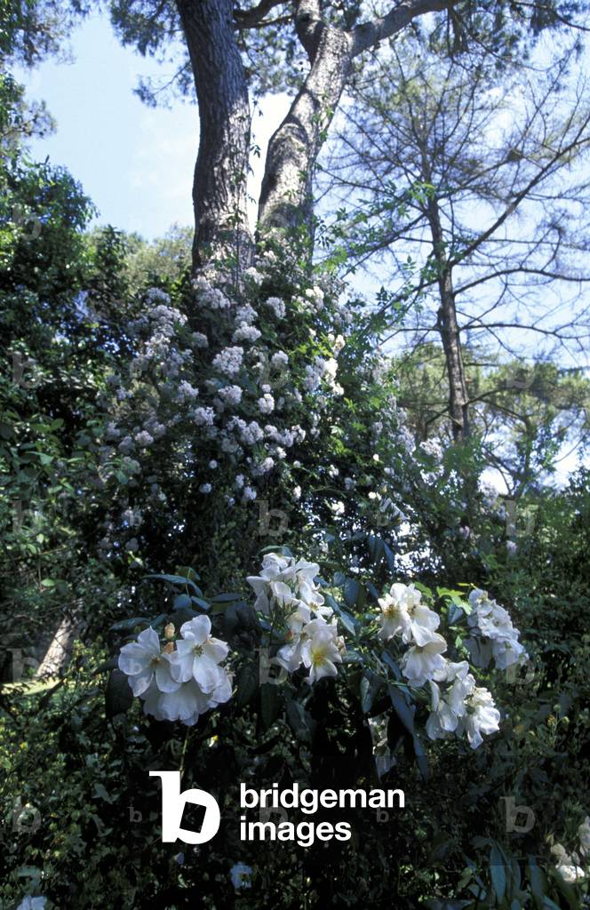 Garden of Patrizi palace, Castelgiuliano, Roma, Lazio, Italy.