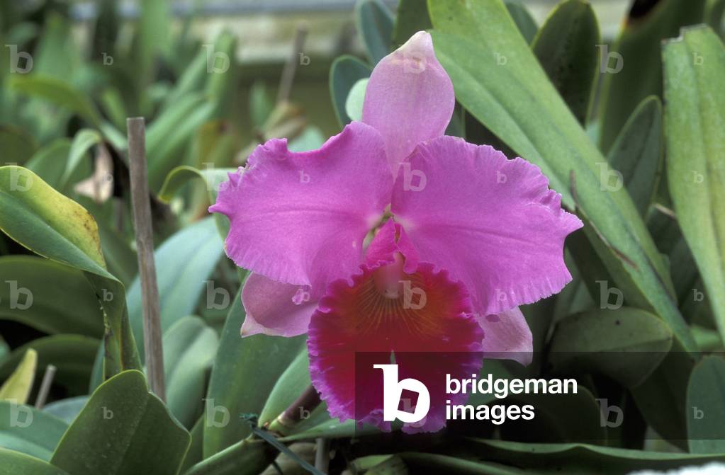 Brassolaelia Cattleya “” Di Pozzi Riviera””