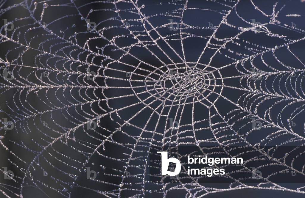Frost on cobweb, Italy