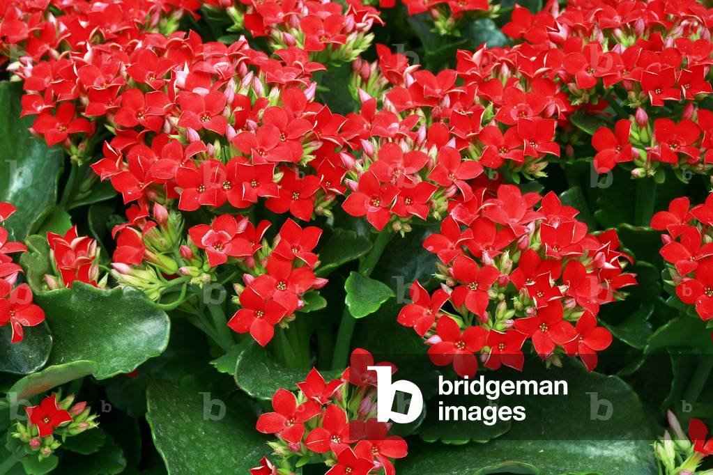 Kalanchoe blossfeldiana