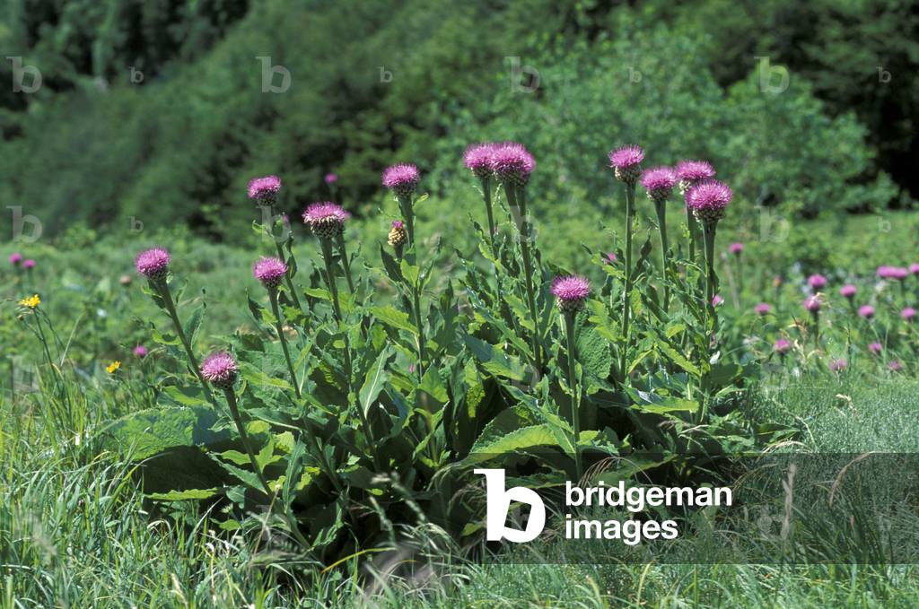 Rhapontium Scariosum, Alpi, Italy
