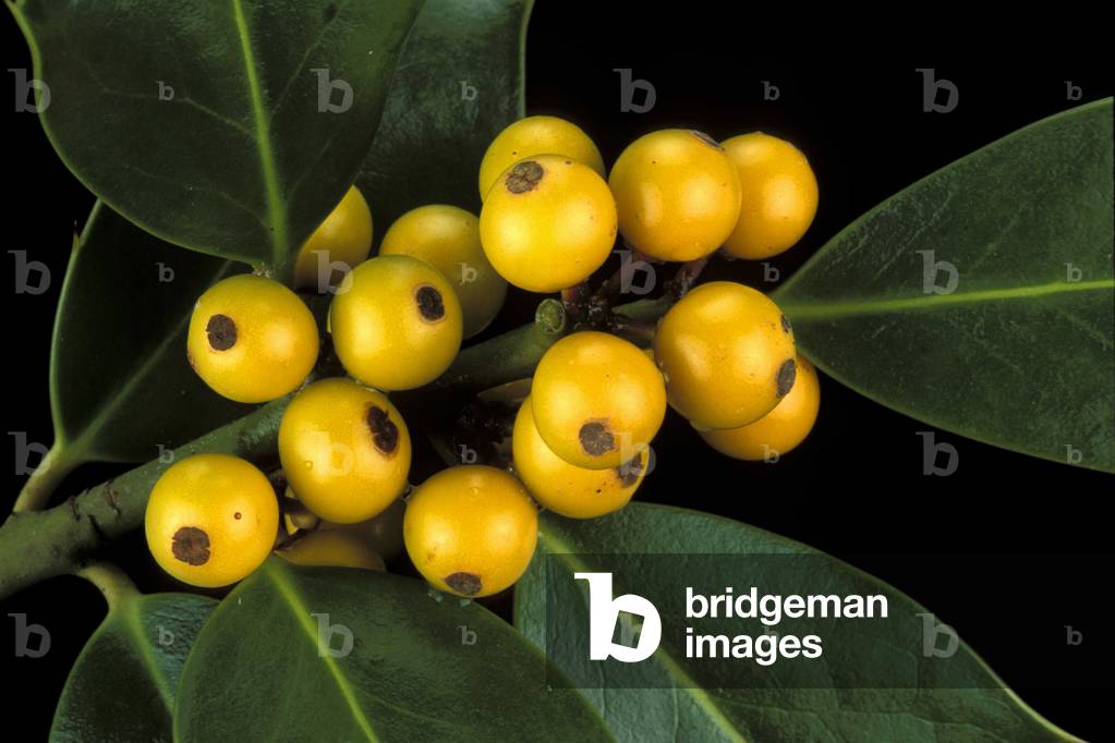 Ilex Aquifolium, Italy