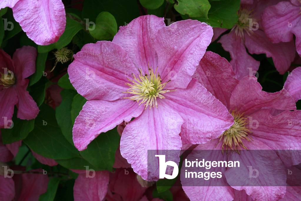 Clematis Countess of Bouchard