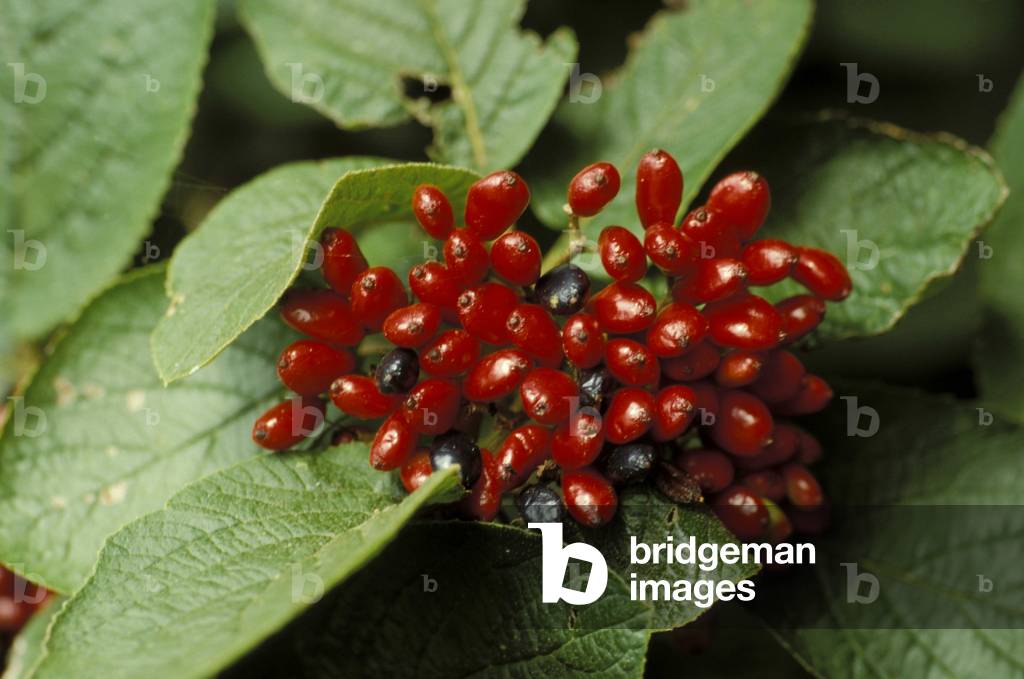 Viburnum Lantana, Italy