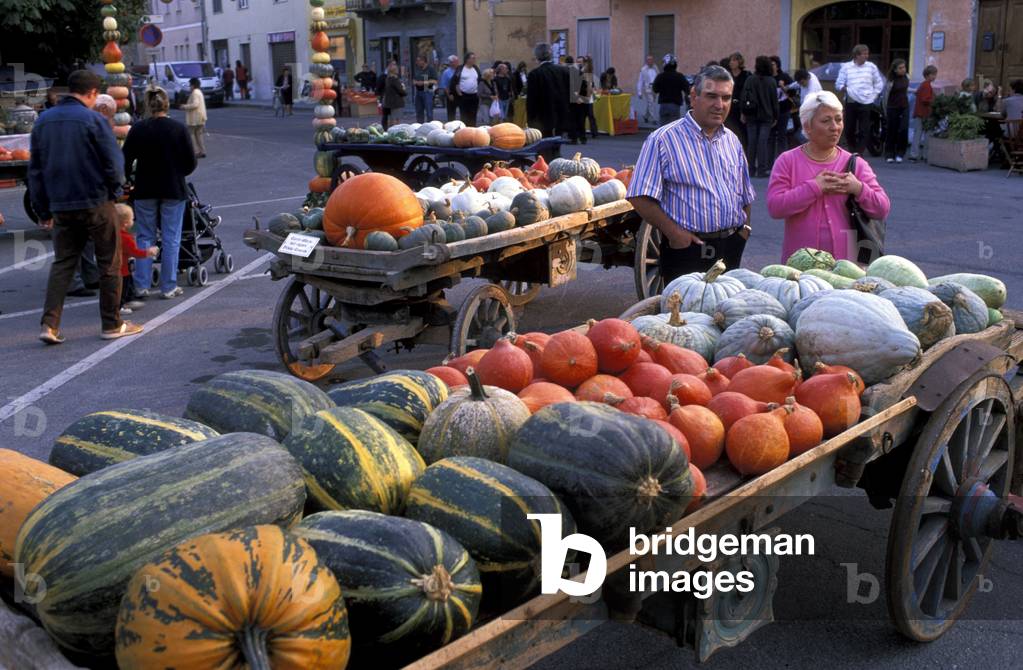 Pumpkins, Langhe, Piedmont, Italy
