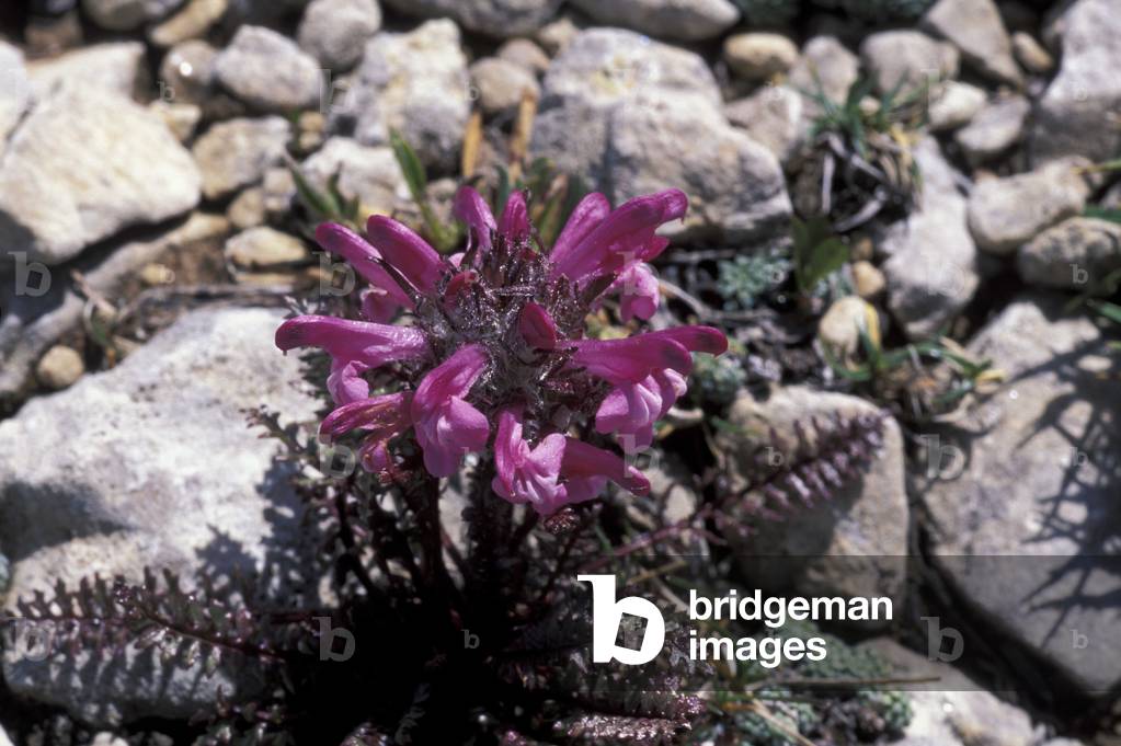 Pedicularis Recutita, Alpi, Italy