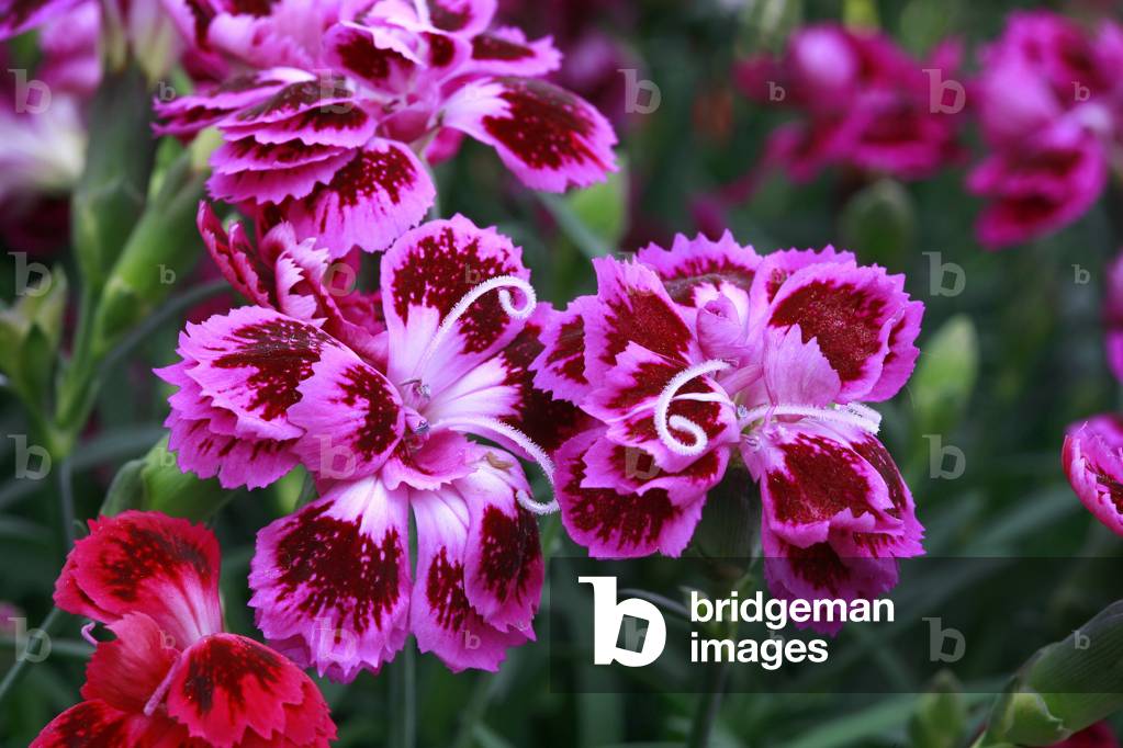 Dianthus, hybrid
