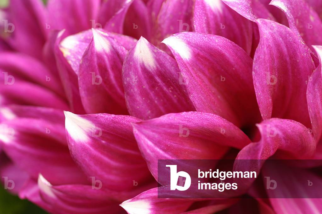 Dahlia “” Mourning Of King Albert””