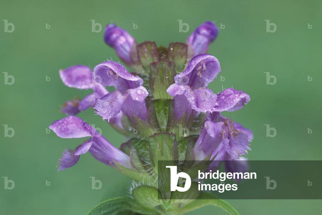 Prunella Grandiflora, Italy