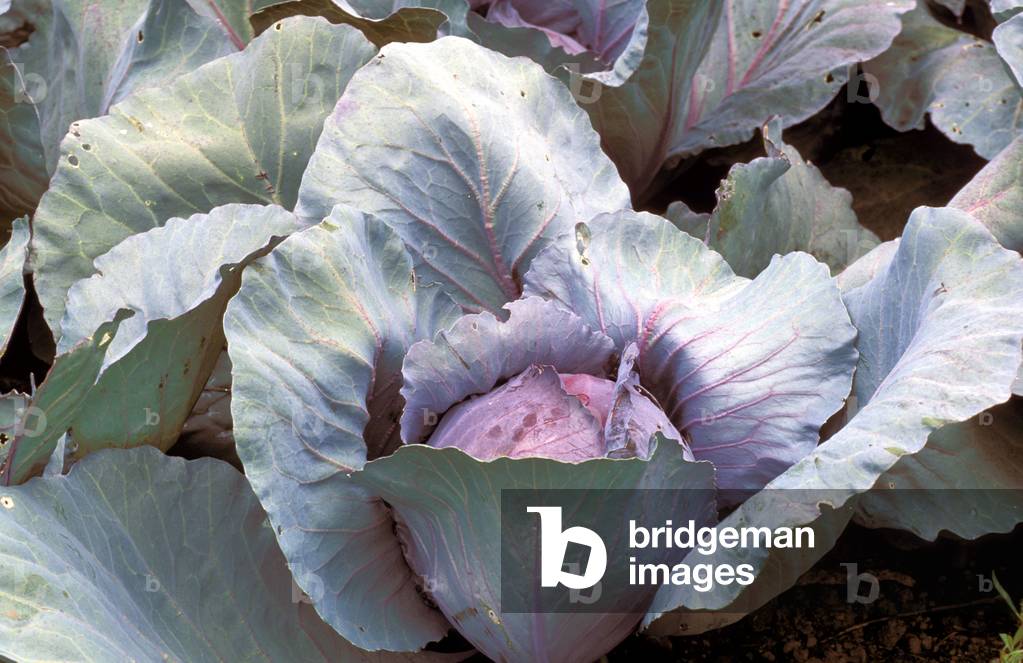 Brassica Oleracea, var. Capitata “” Rosso D'Omanda””
