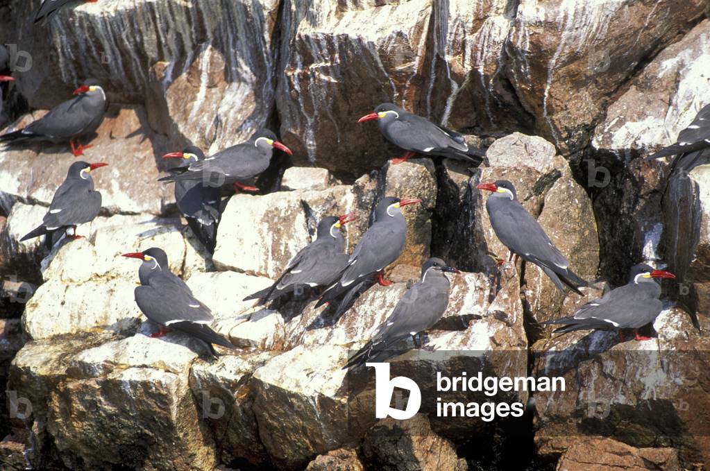 Image of Photography depicting inca terns on cliffs
