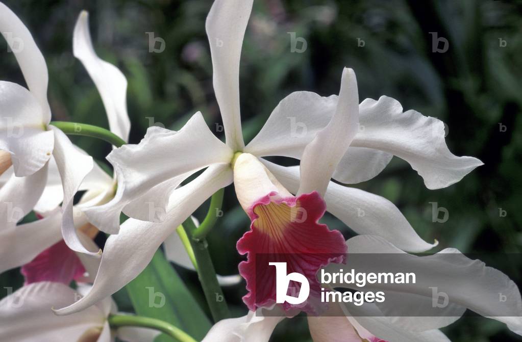 Laelia x Purpurata