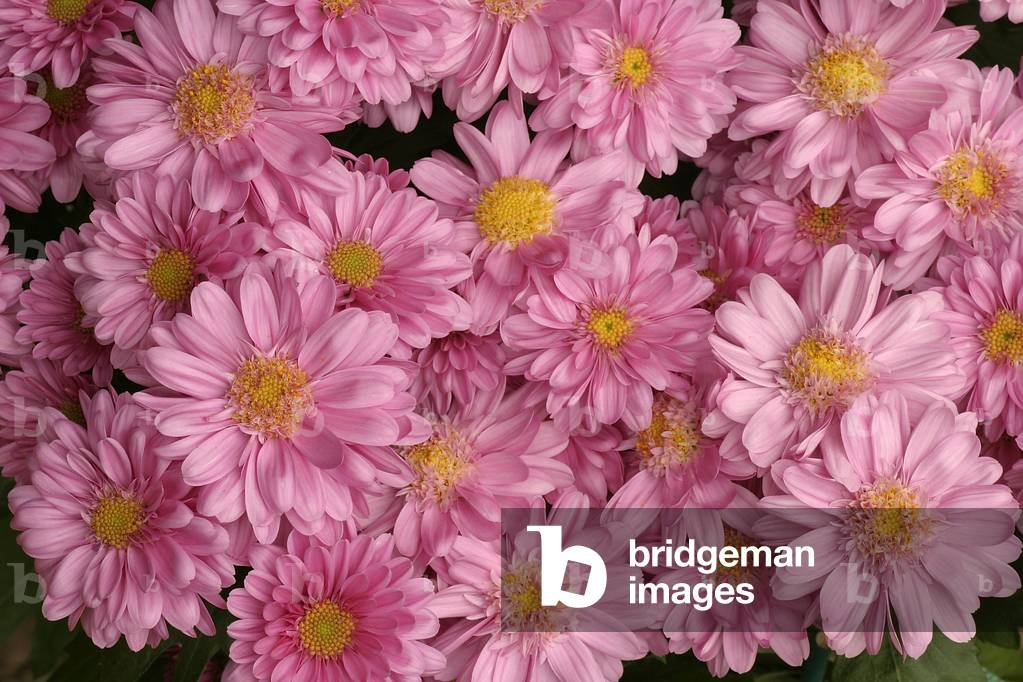 Chrysanthemum “Reagan Improved”
