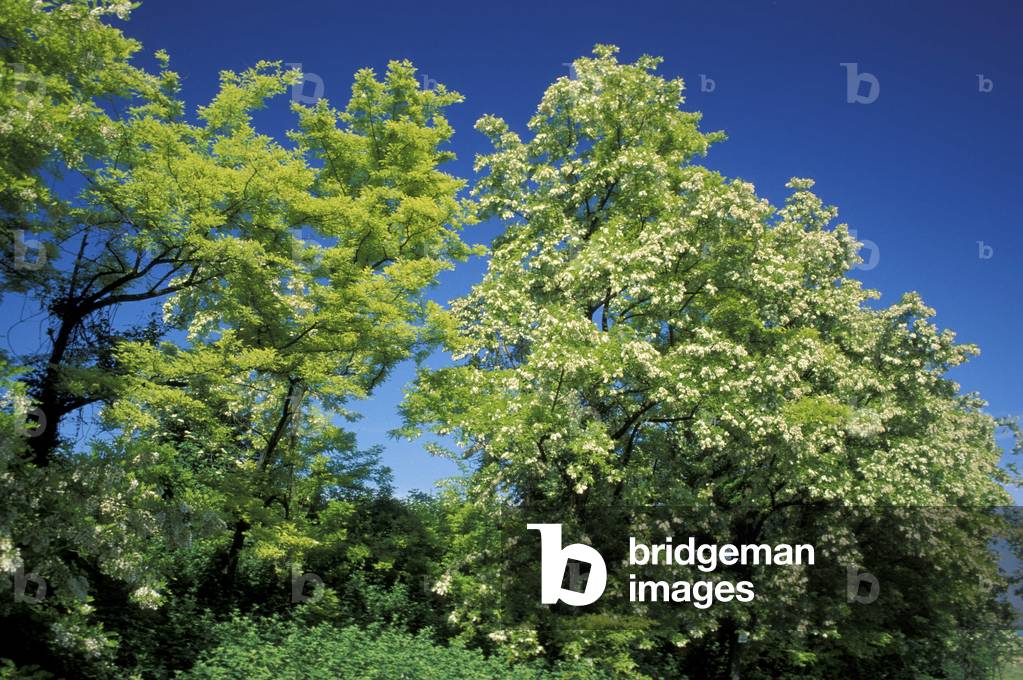 Robinia Pseudacacia, Italy