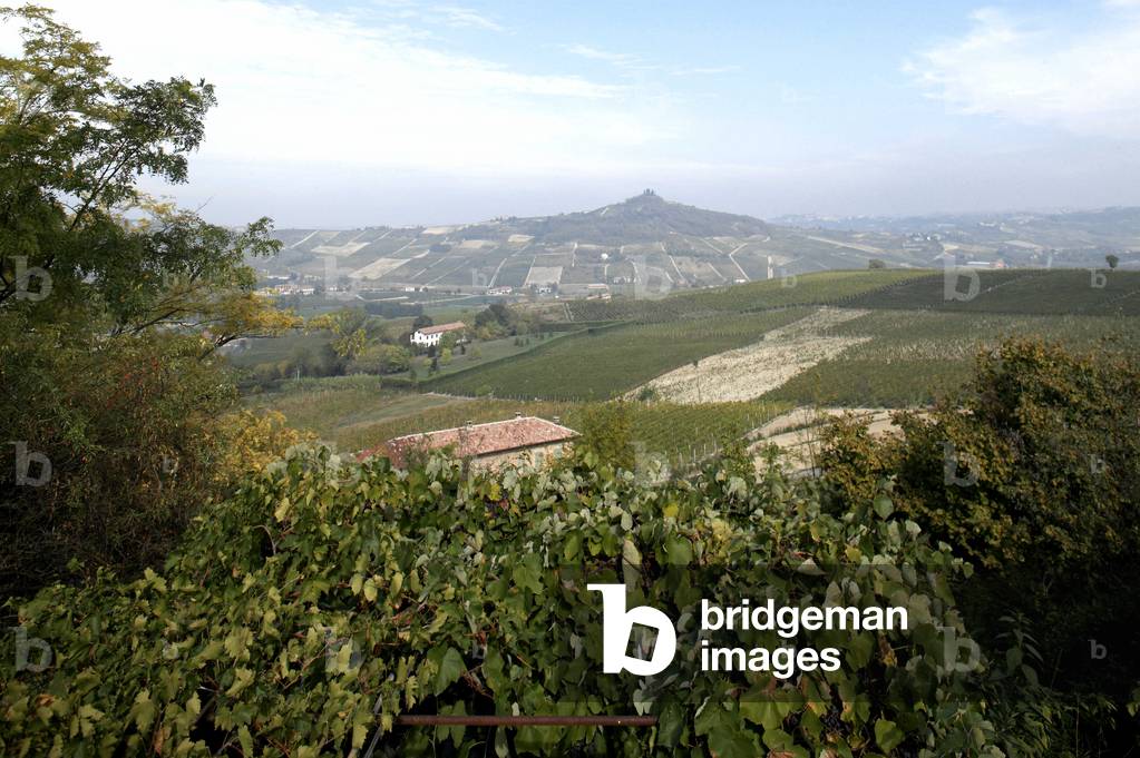 Landscape, Langhe, Piedmont, Italy