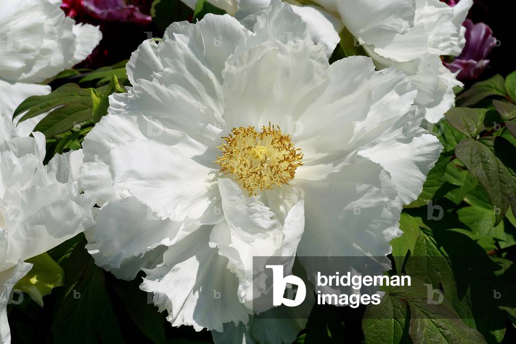 Paeonia suffruticosa “” Feng Dan Bai”