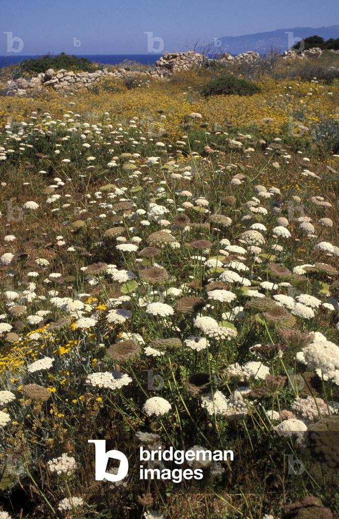 Umbelliferous plants, Pianosa, Tuscany, Italy