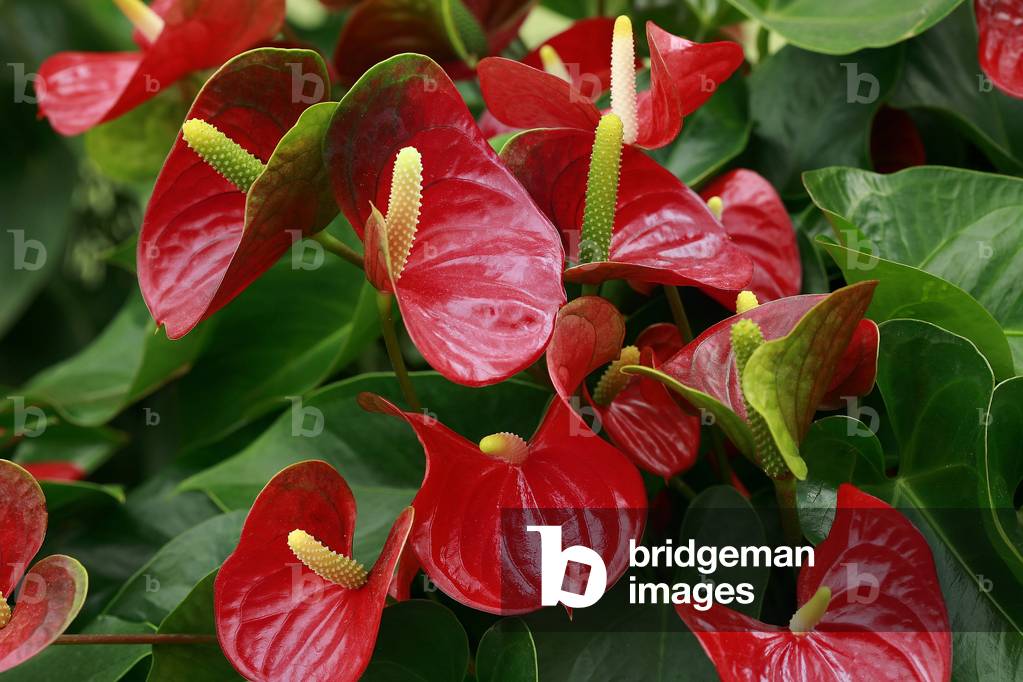 Anthurium andreanum “Red Champion”