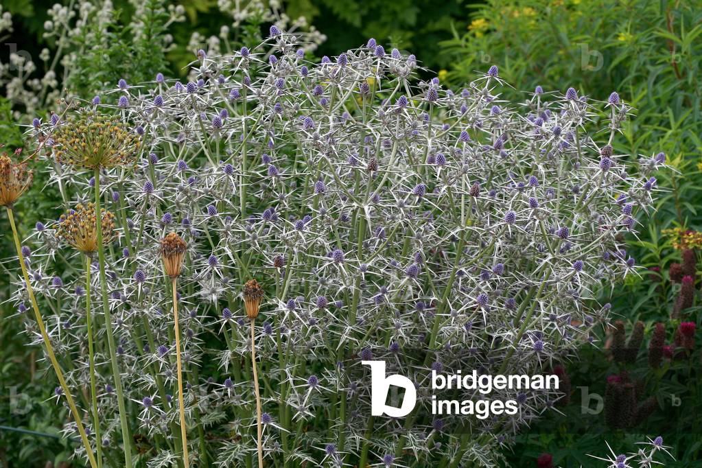Eryngium variifolium