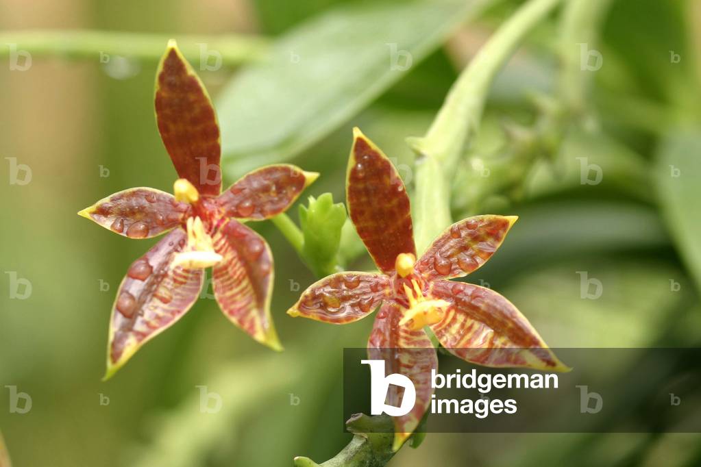 Phalaenopsis thanlebanii