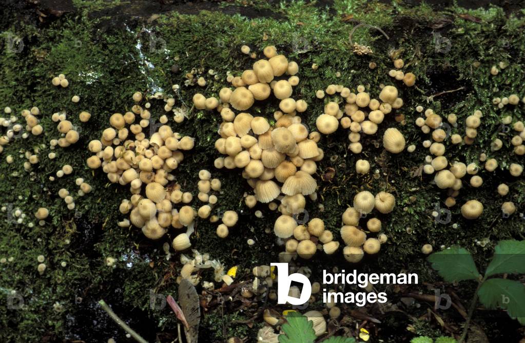 Coprinus Micaceus, Italy