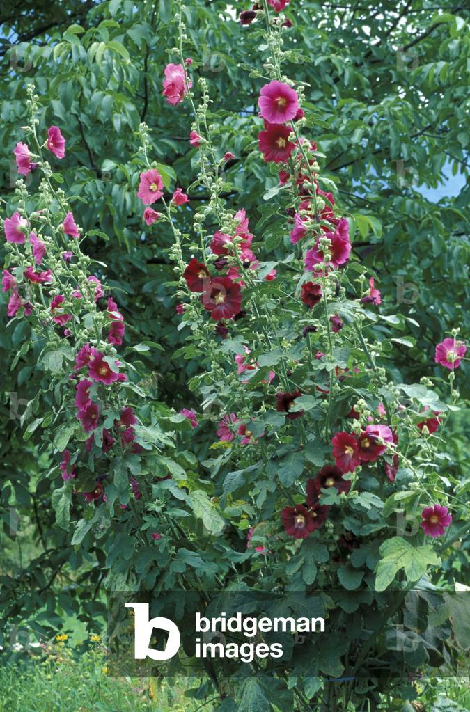 Althaea rosea