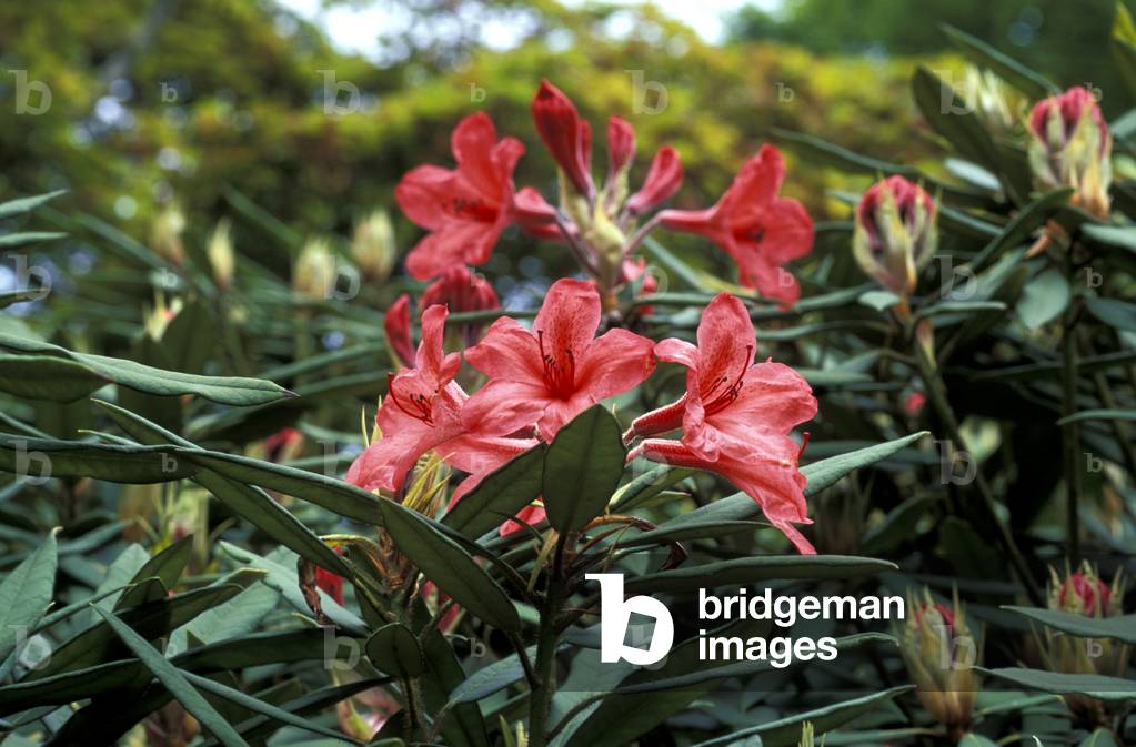 Rhododendron