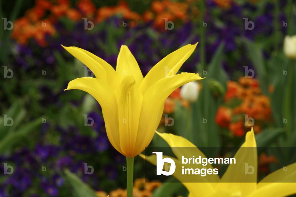Lily-flowered tulip “” West Point””