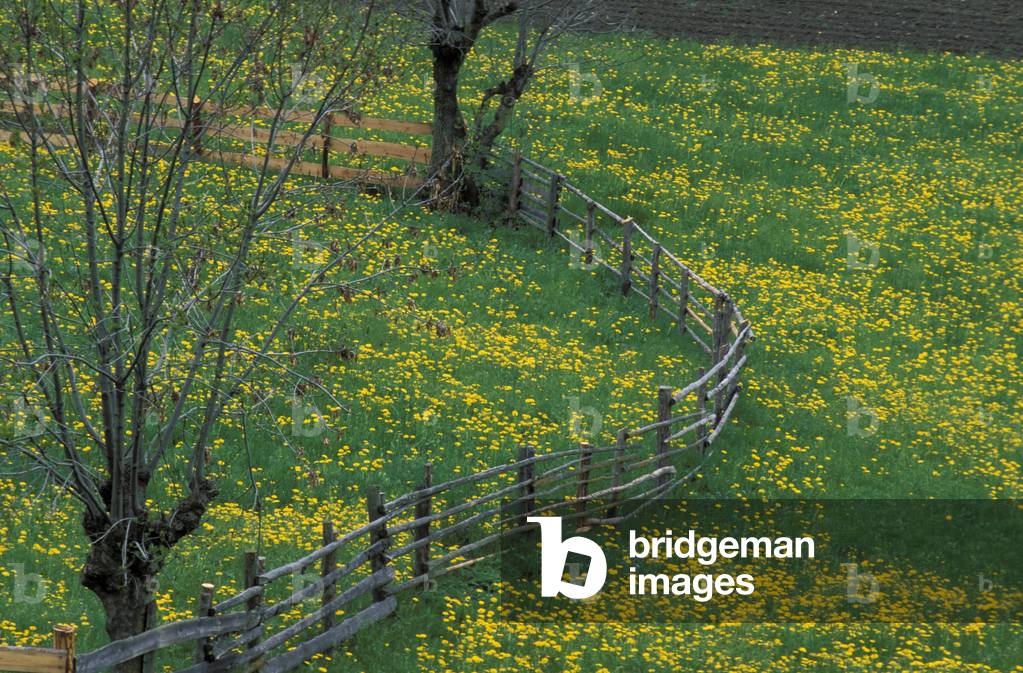 Taraxacum Officinale, Norditalien, Italien