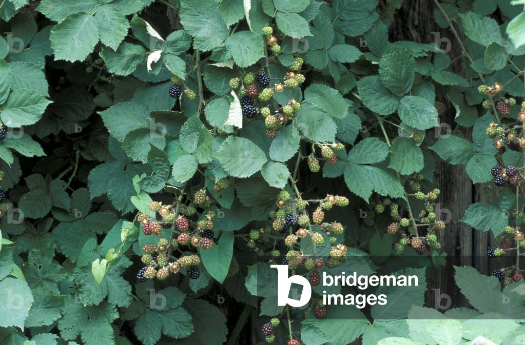 Rubus fruticosus