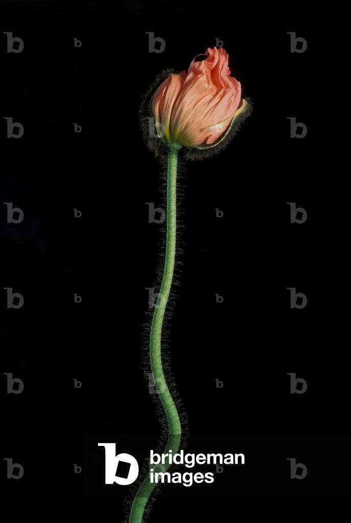 Poppy, Ventimiglia, Ligury, Italy