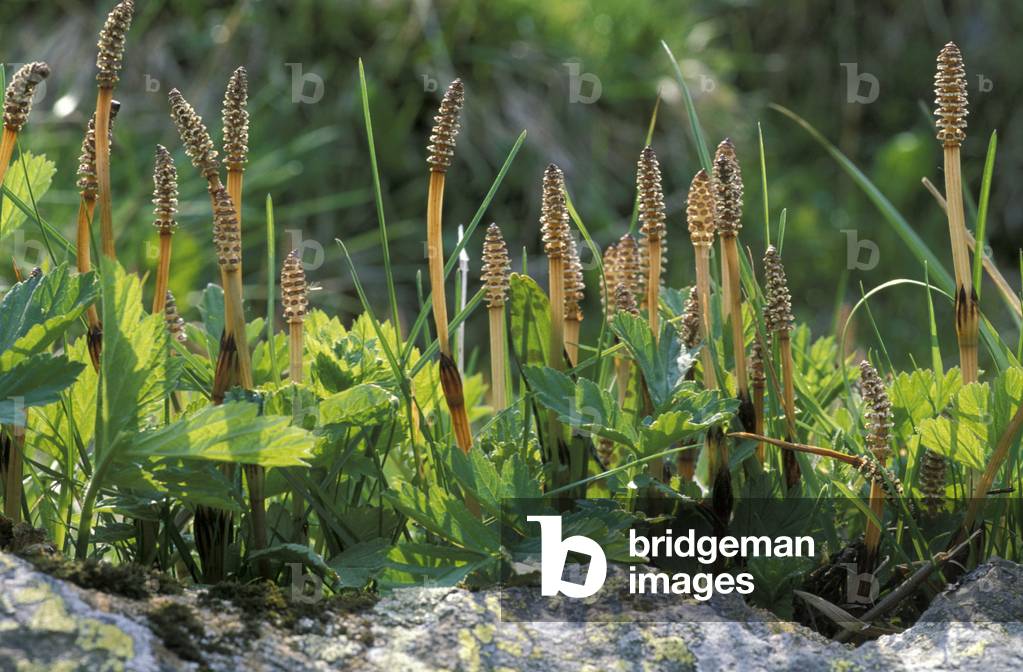Equisetum Arvense, Italy