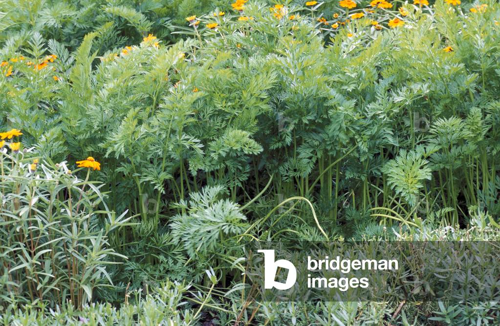 Daucus carota and Zinnie