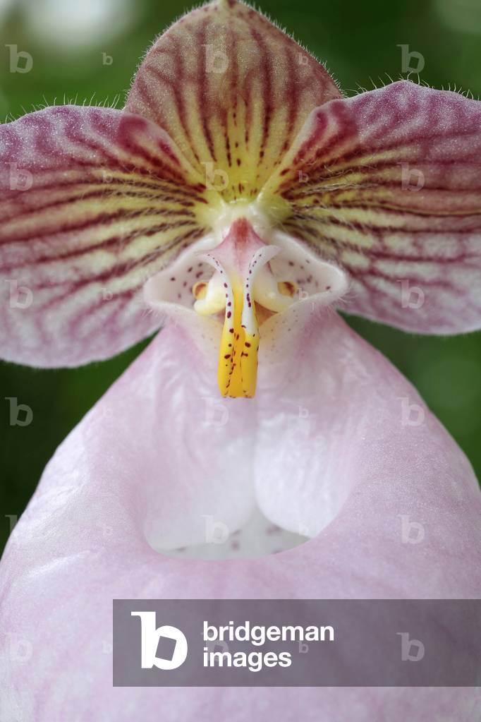 Paphiopedilum micranthum