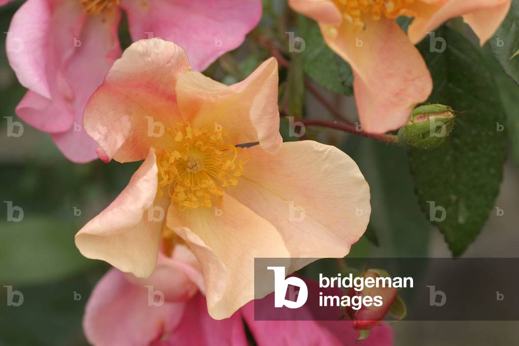 Rosa chinensis “” Mutabilis”
