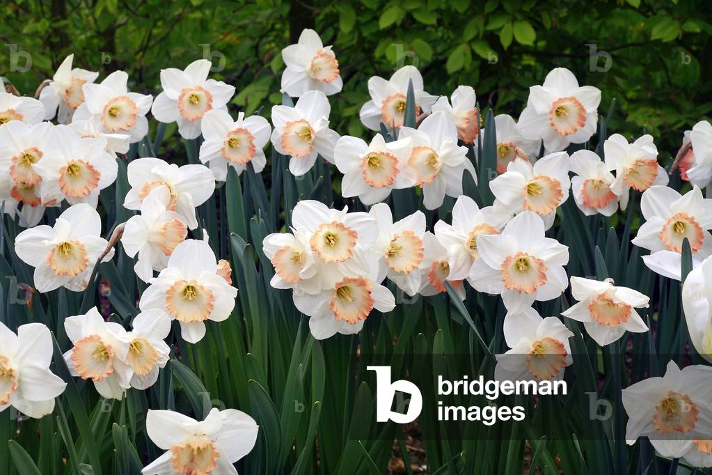 Narcissus “” Pink Charm”