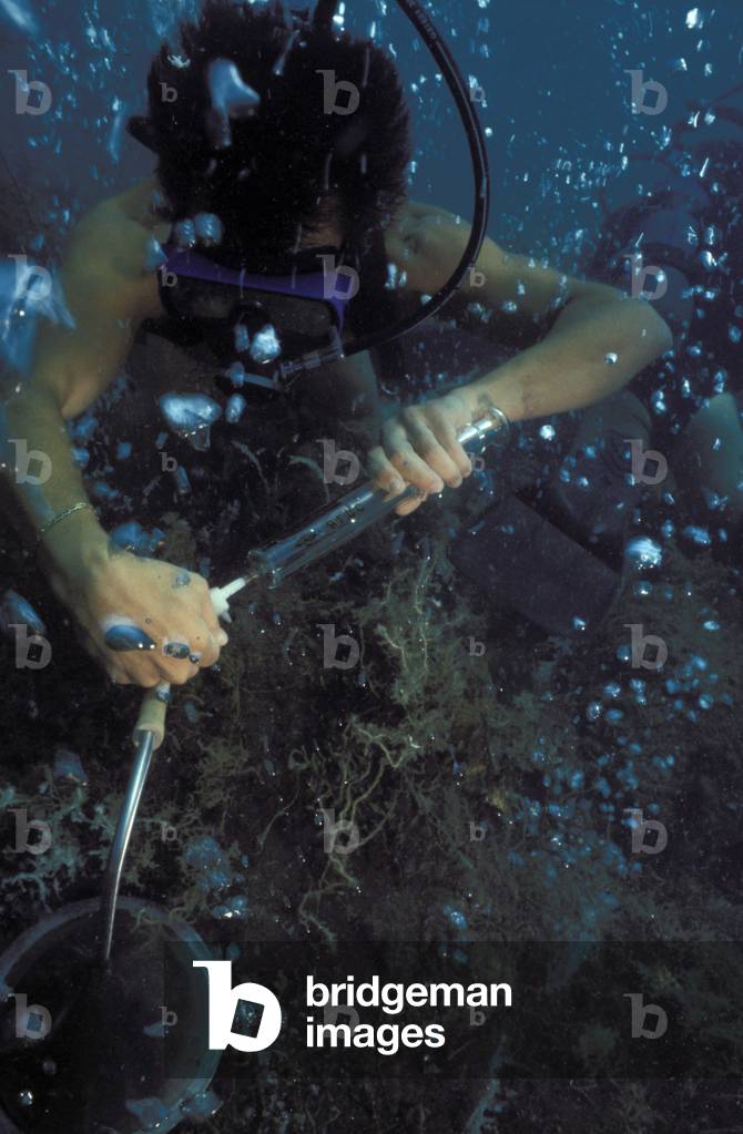 Gas bubbles coming up while scuba diver is working, CNR volcanology research, Aeolian Islands, Sicily, Italy