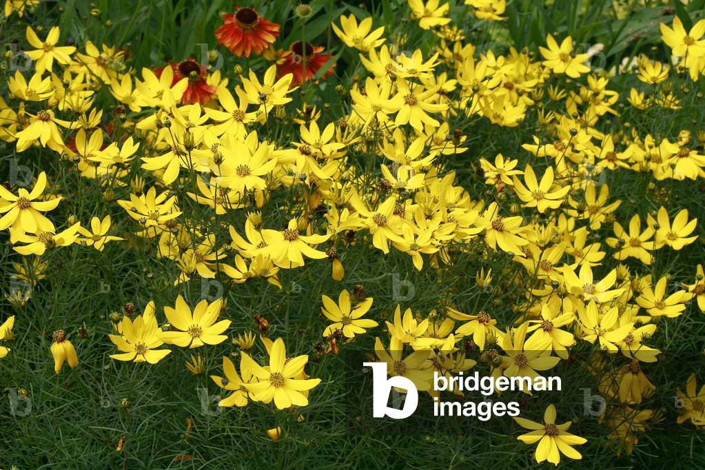 "Coreopsis verticillata Grandiflora"