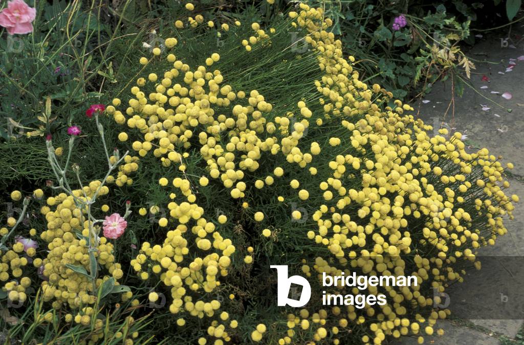 Santolina Chamaecyparissus, Italy