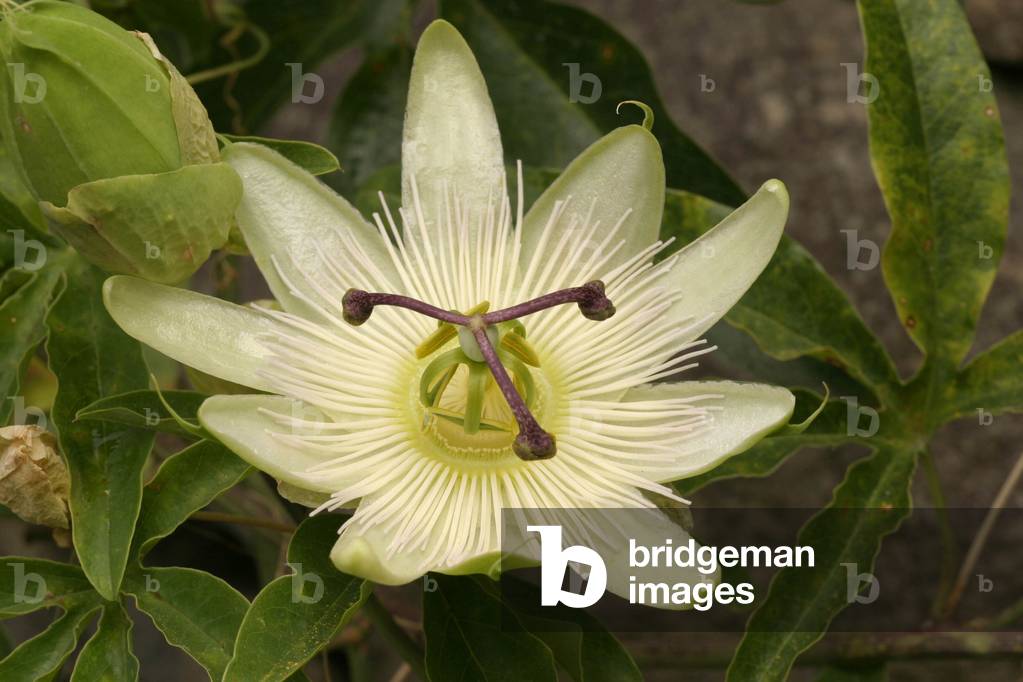 Passiflora caerulea “” Cinstance Elliott””