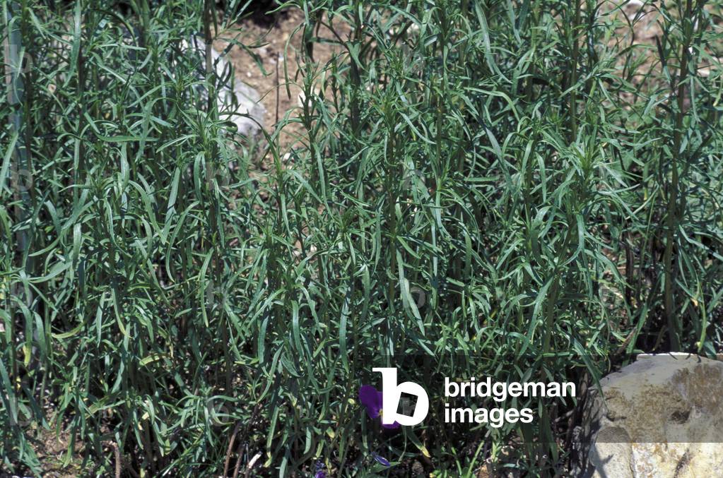 Artemisia dracunculus and viola canuta